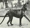 Vyhynutý Tasmánsky Tiger